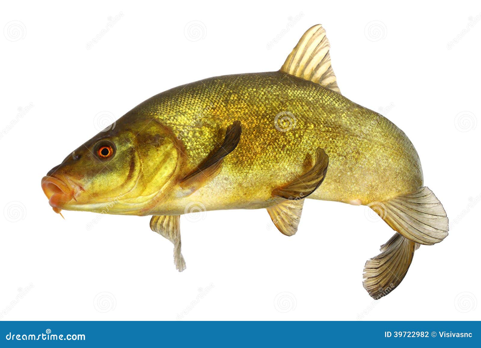 110 Carp Fish Lips Stock Photos - Free & Royalty-Free Stock Photos