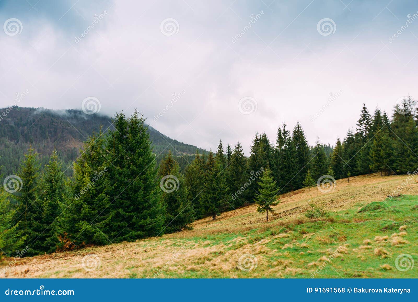 carpathian mountains. landscape with firs. ukrai