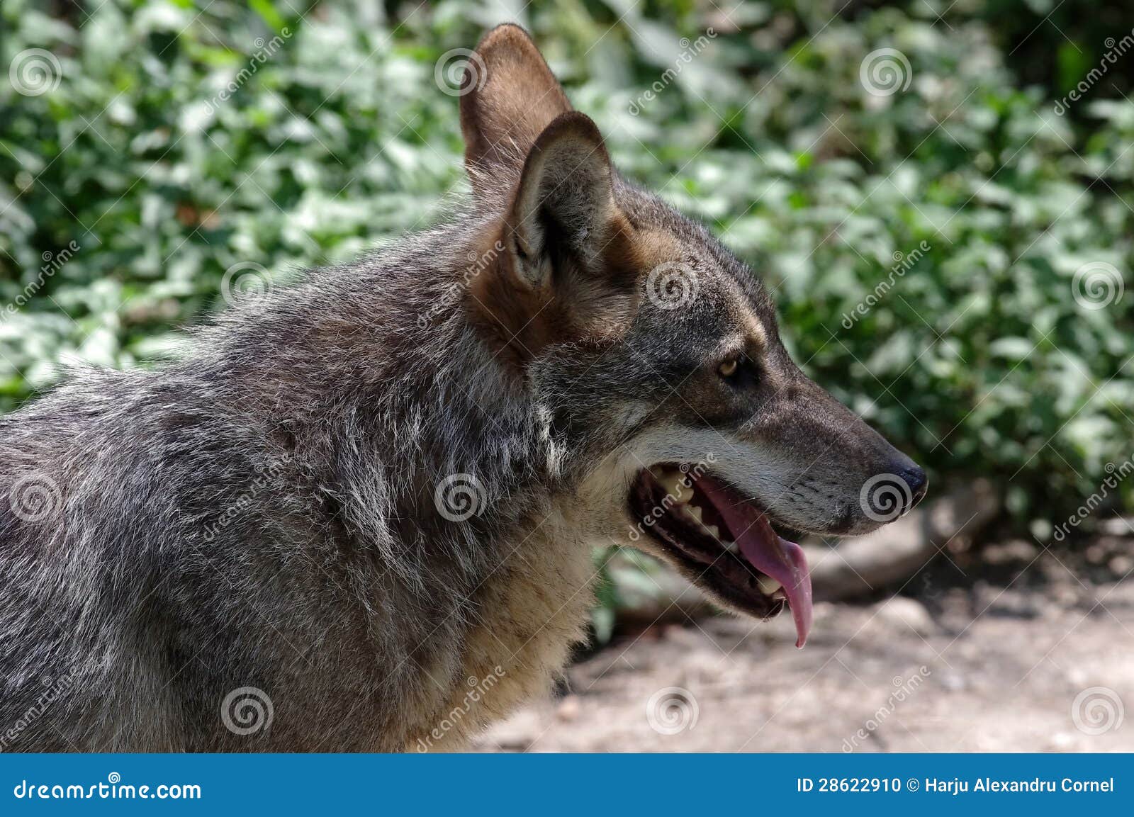 Wolf Stock Photo - Image: 28622910