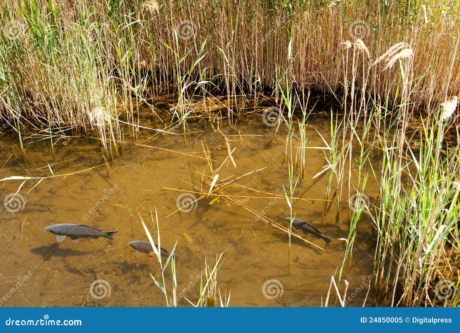 Schoenoplectus LACUSTRIS-étang Les corniches étang Roseaux étang plantes étang Plante 