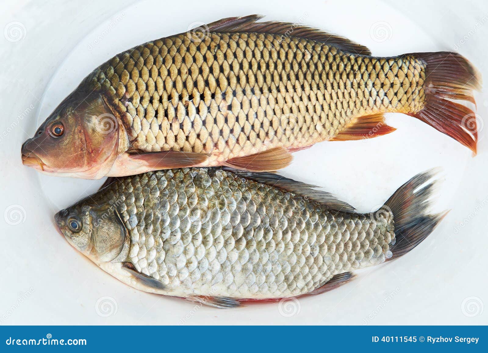Carpe De Poisson Frais Image Stock Image Du Oeil Peche Carpe De Poisson Frais Image Stock Image Du Oeil Peche