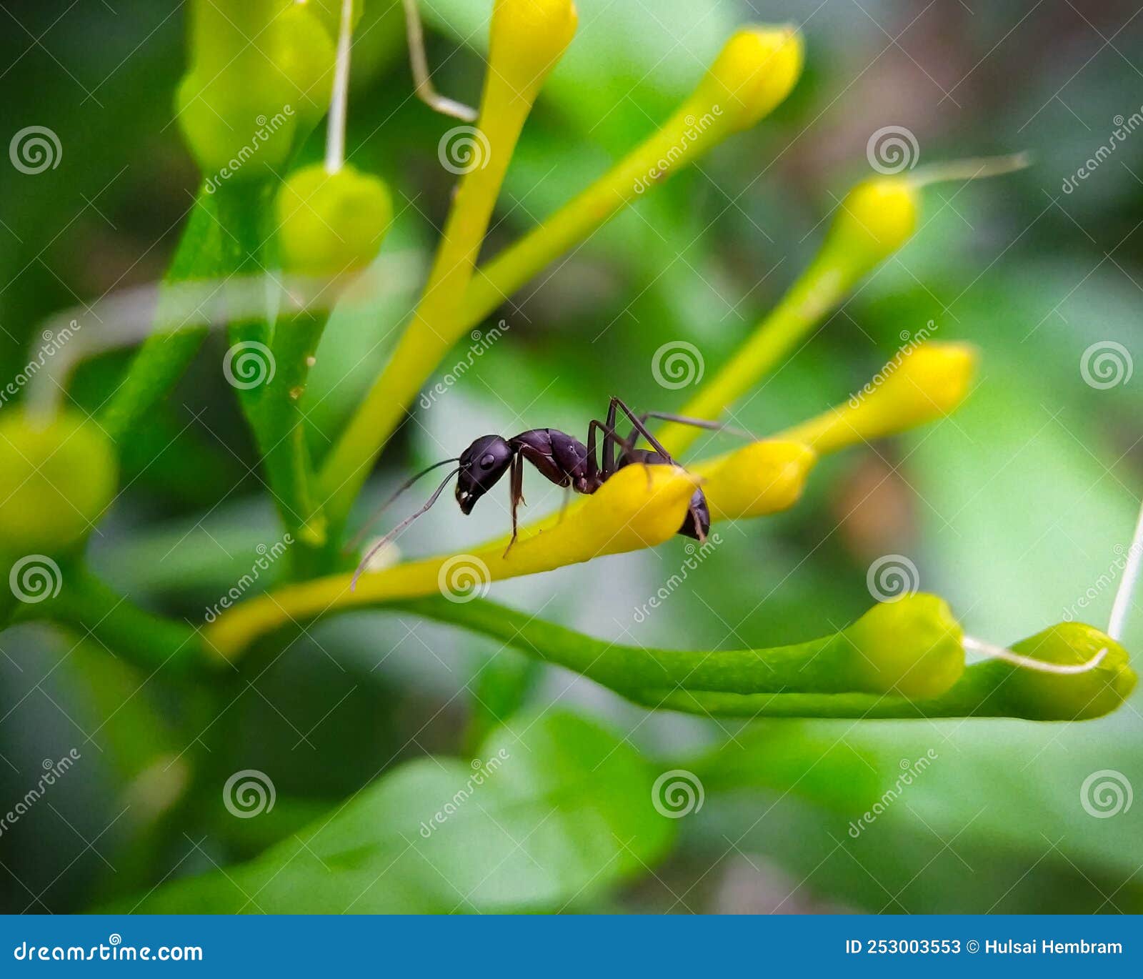 Carpenter Ant is Harvesting Flower Nectar Stock Image Image of