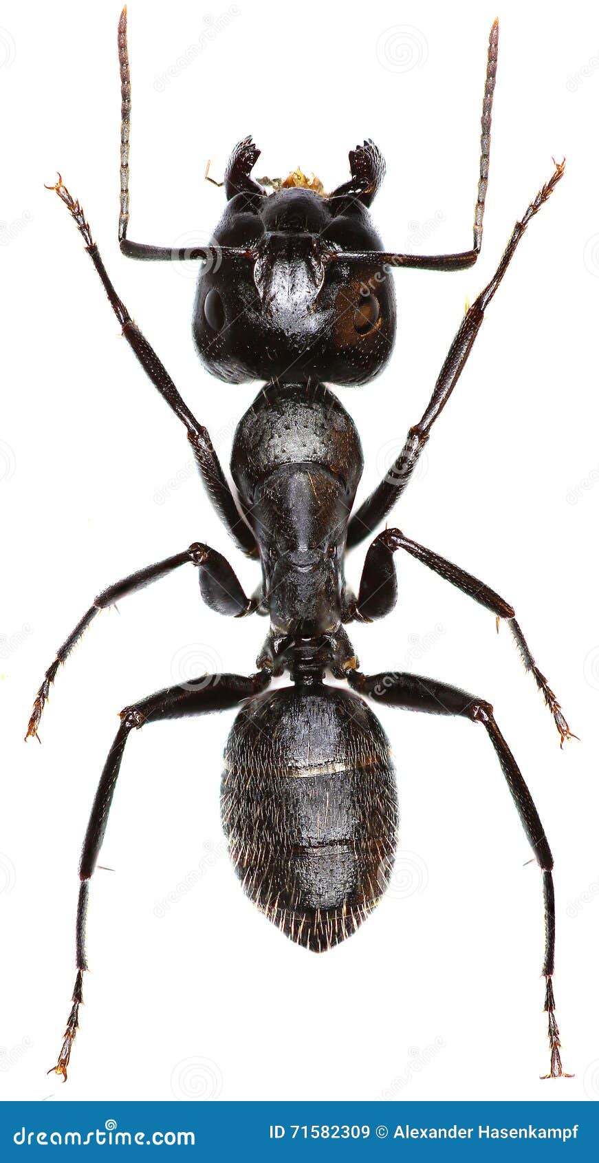 Carpenter Ant on White Background Stock Image - Image of head