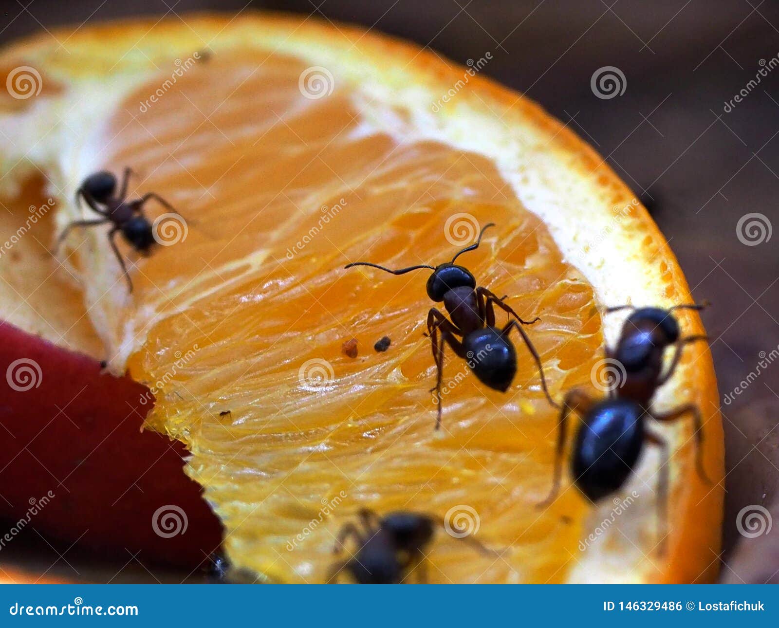 Carpenter Ants or Camponotus Species on Orange Stock Photo Image of
