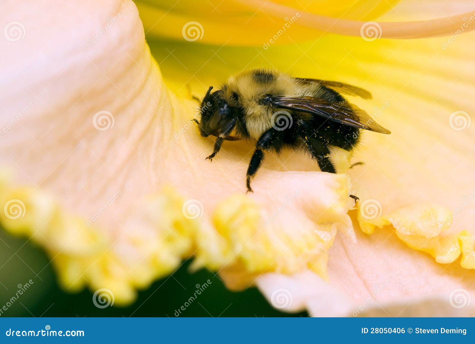 Carpenter Bee on Flower Petal Stock Photo Image of virginica