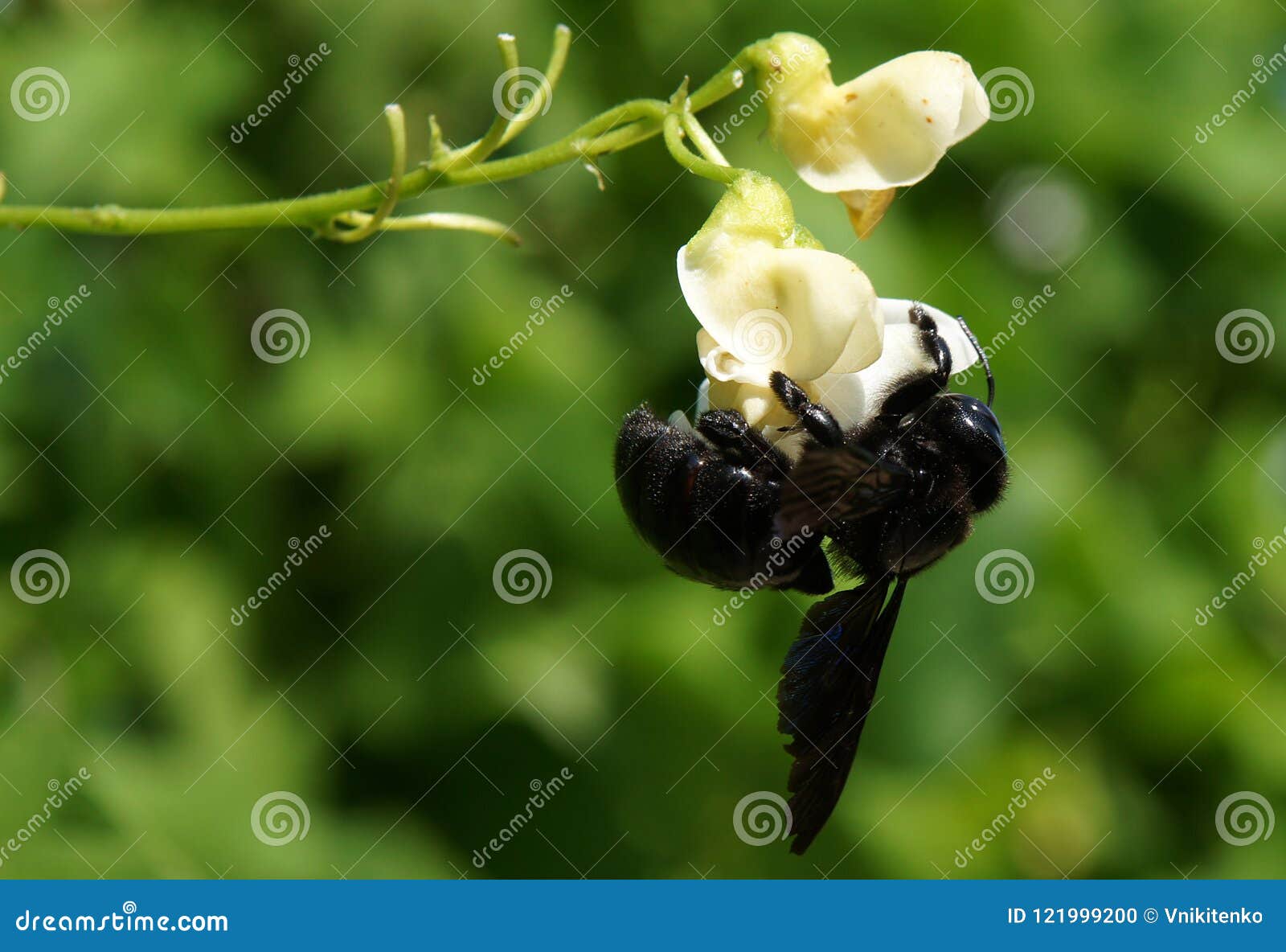 Carpenter Bee on Flowers of Phaseolus Stock Photo Image of carpenter, background 121999200