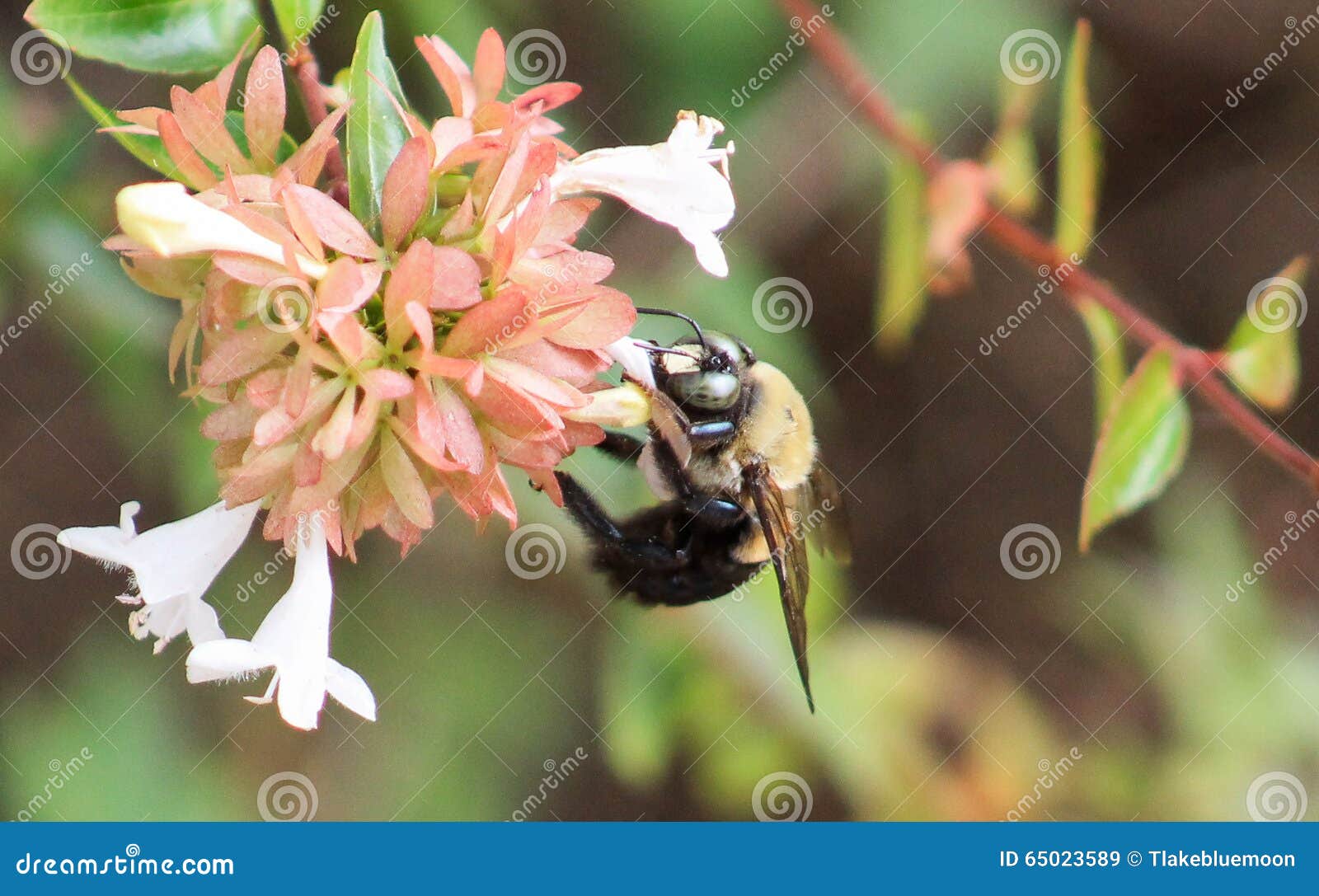 Carpenter Bee Honeysuckle stock image. Image of environment 65023589