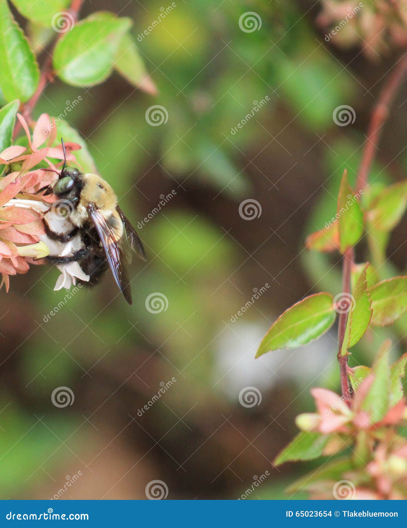 carpenter bee -honeysuckle l
