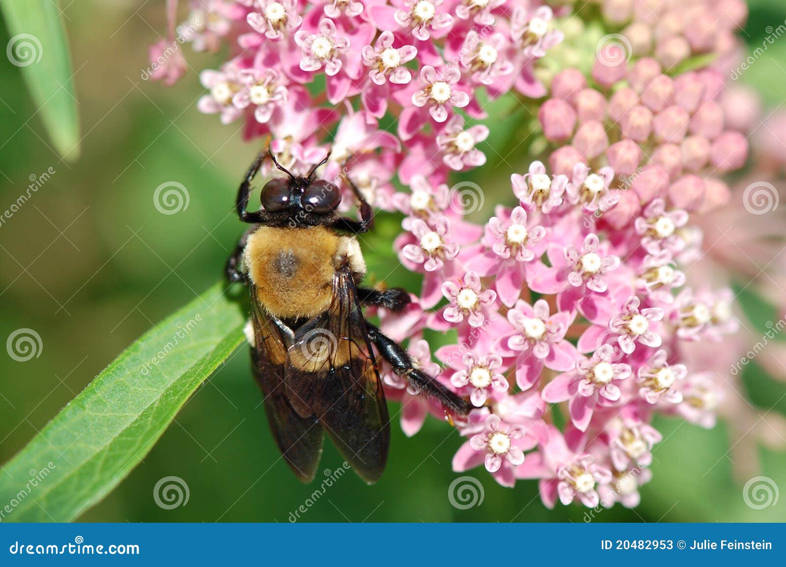 Carpenter Bee on Milkweed Flower Stock Image Image of industrious