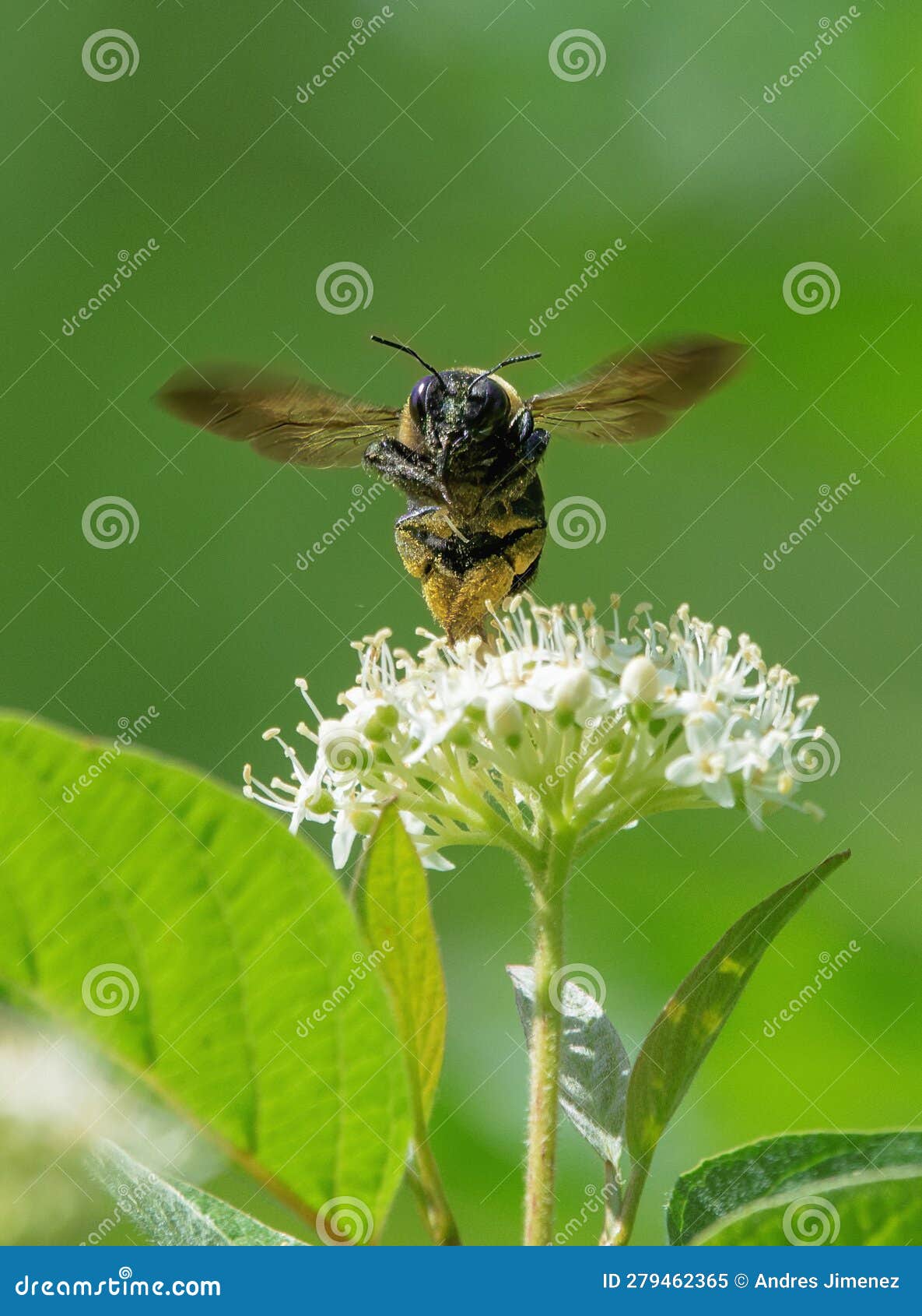 carpenter bee pollinating a nanny berry