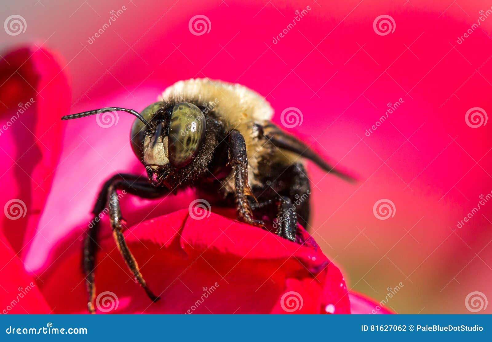 Carpenter Bee on Rose 2 stock photo. Image of bumblebee 81627062