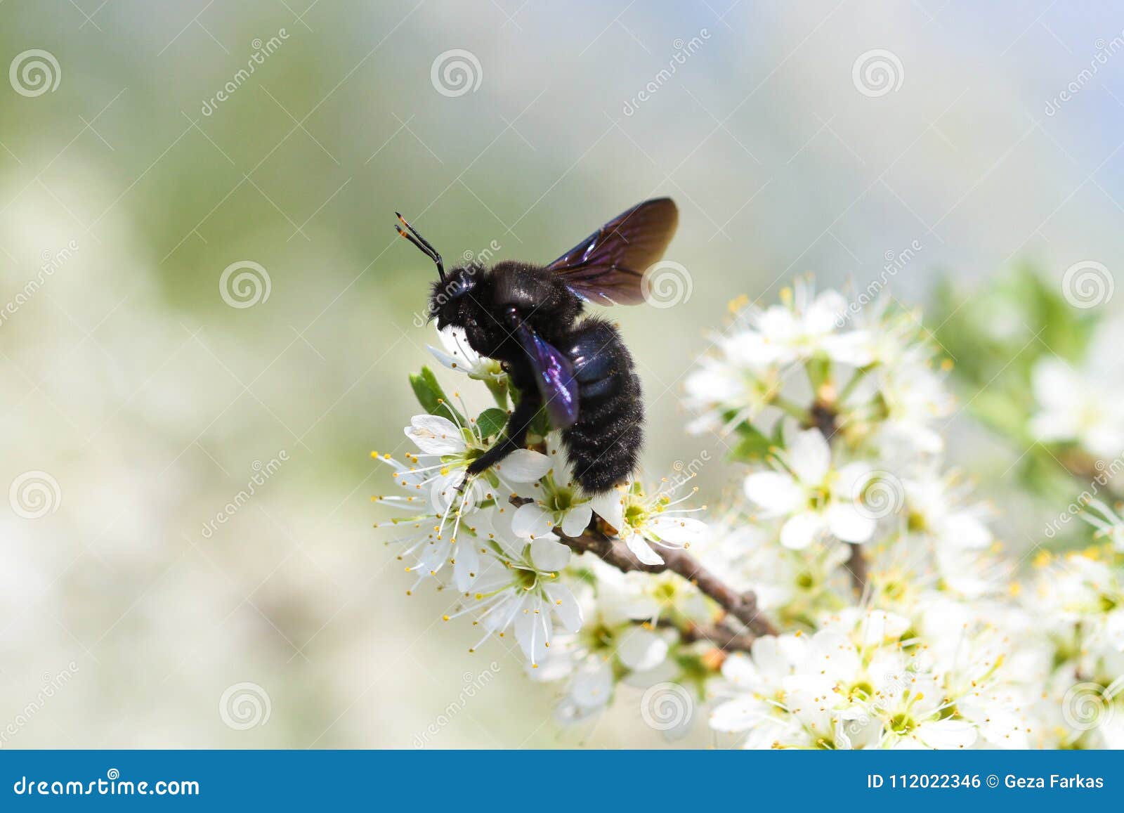 carpenter bee pollinate bloomed flowers in spring