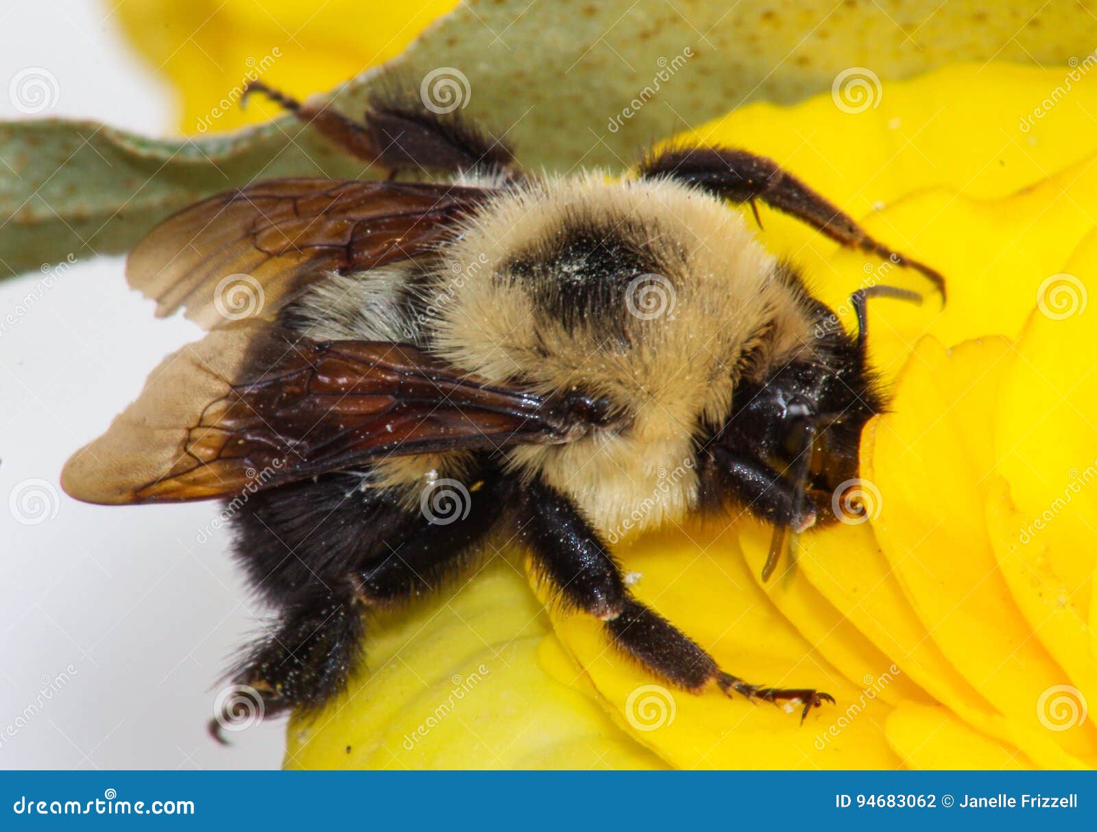 Carpenter Bee on Yellow Flower Stock Photo Image of horizontal