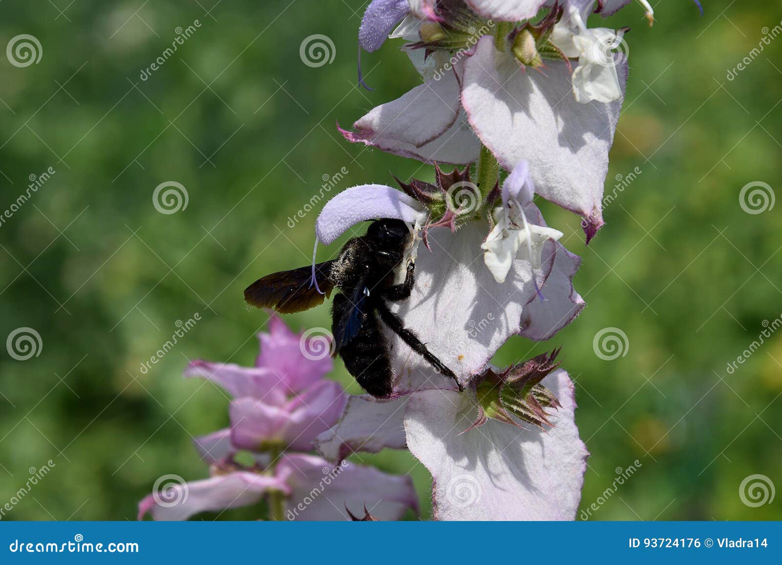 Carpenter Bees and Flower Clary Sage Stock Photo Image of dream