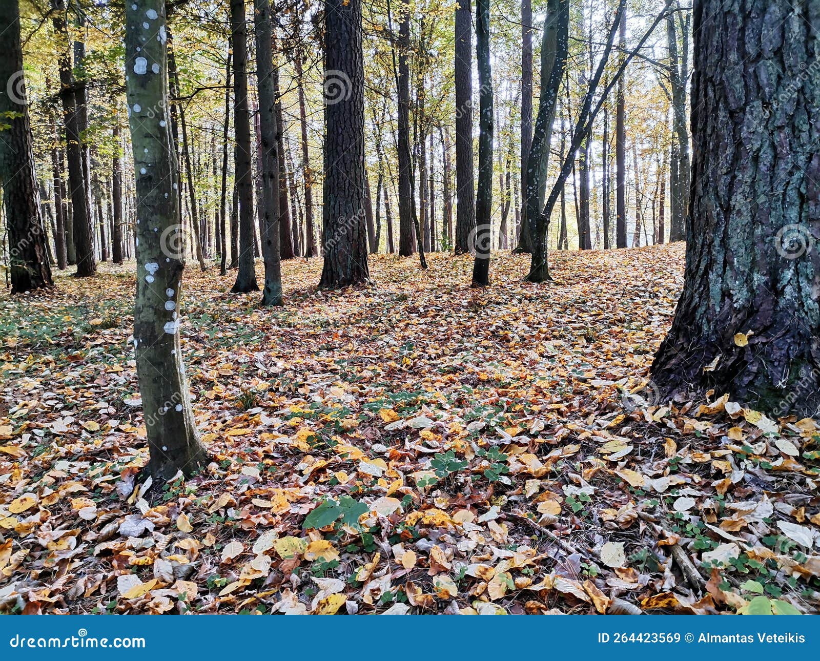 A carpet of autumn leave stock image. Image of plant 264423569