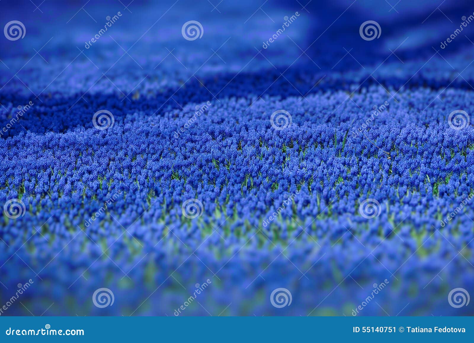 Carpet from Blue Flowers in the Spring Stock Image Image of flowerbed