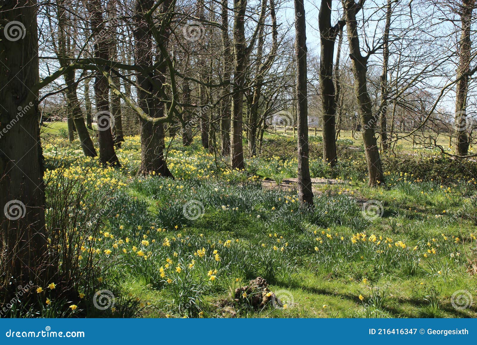 Carpet of Daffodils in Woodland Sunny Spring Day Stock Image Image of