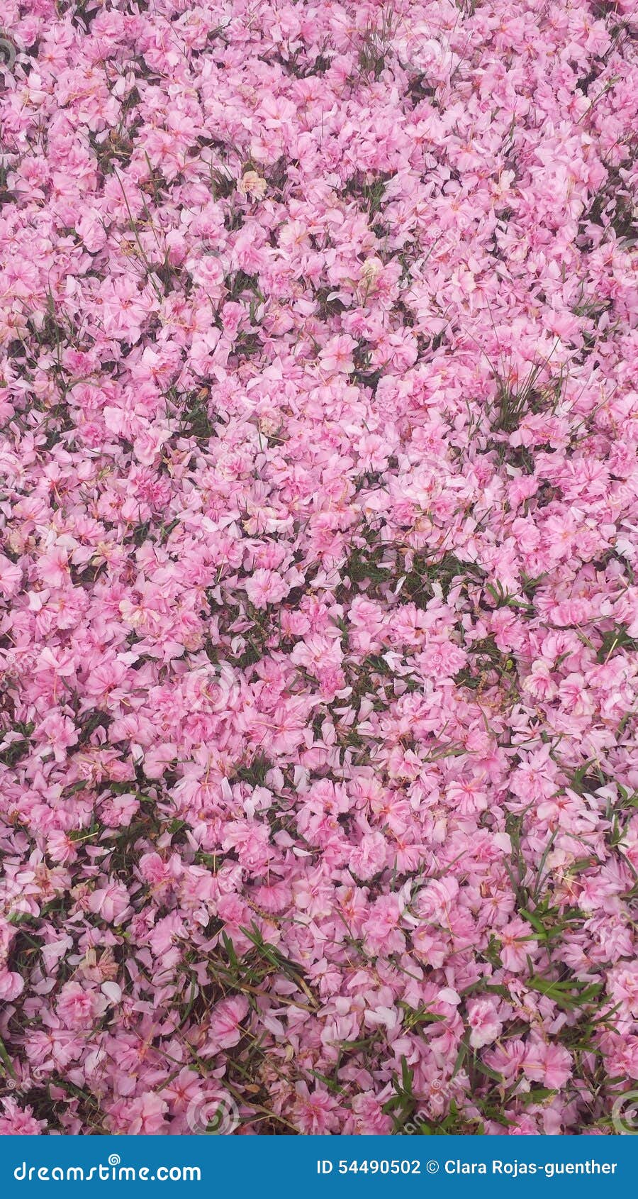 Carpet of flowers stock photo. Image of carpet, flowerd 54490502