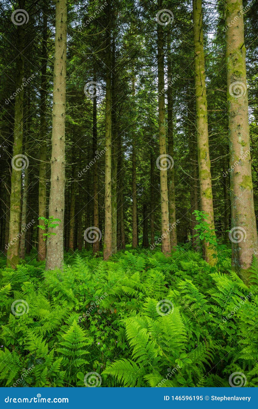 a carpet of hard ferns blechnum spicant cover the forest floor of woodburn forest; carrickfergus