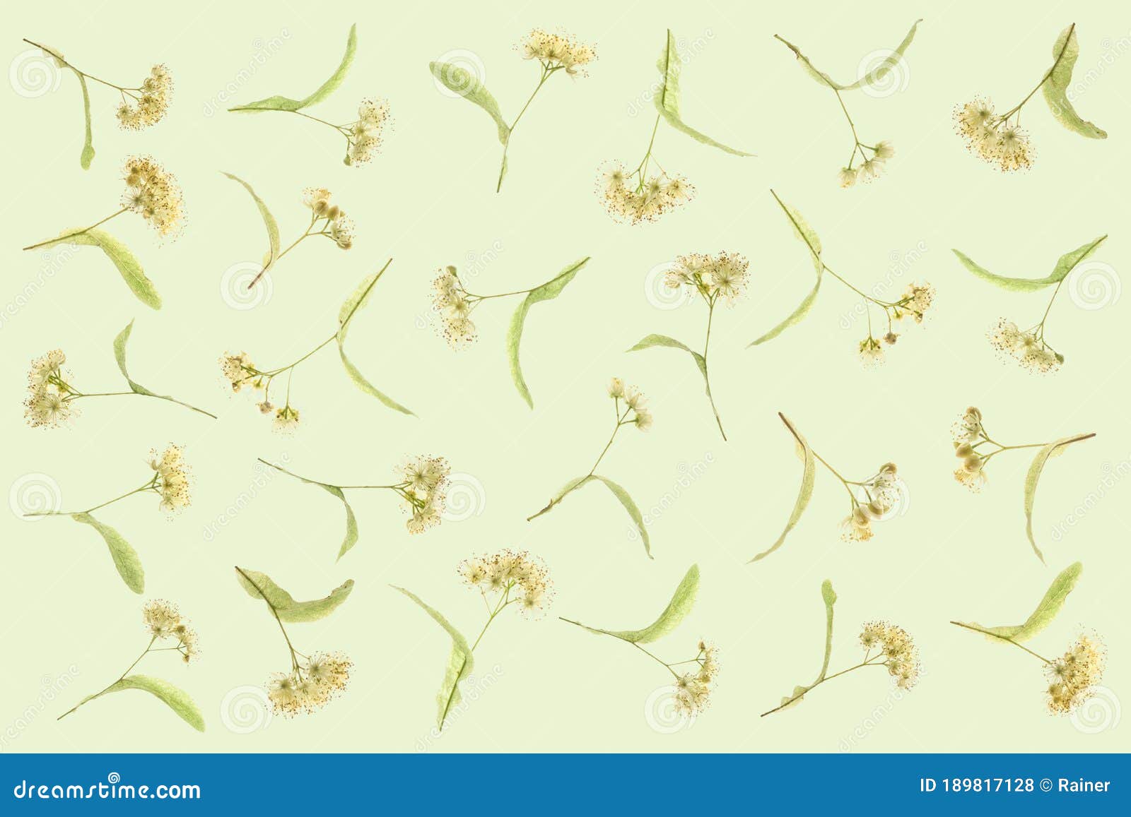 carpet of lime blossoms as wallpaper