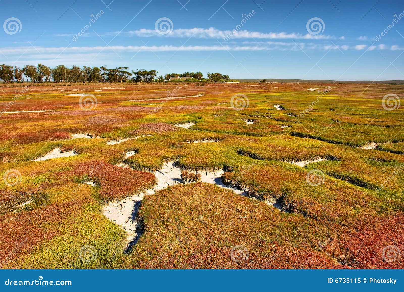 'carpet' - mangrove marshland field