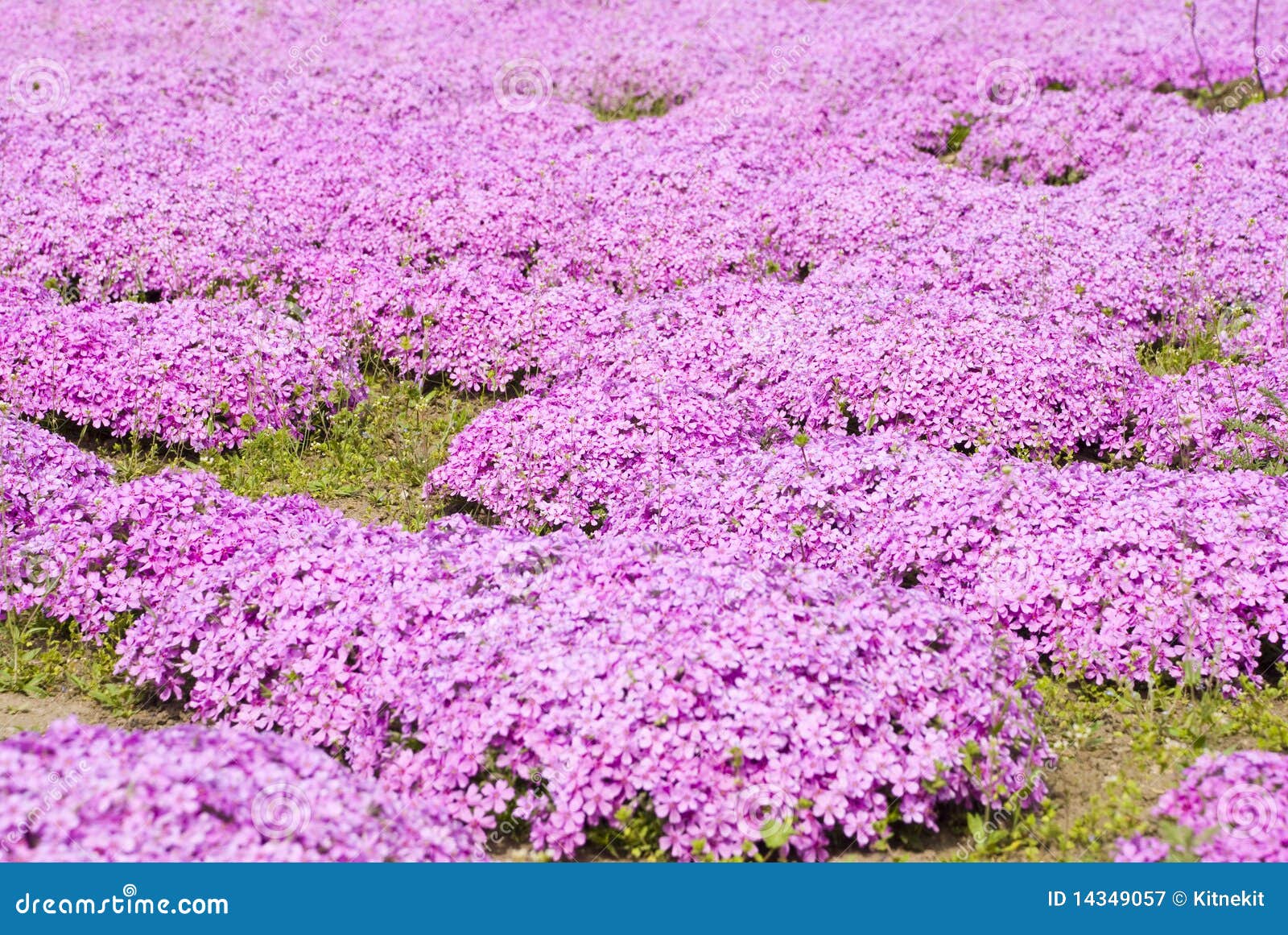 Carpet of the Purple Flowers Stock Image Image of spring, flowers