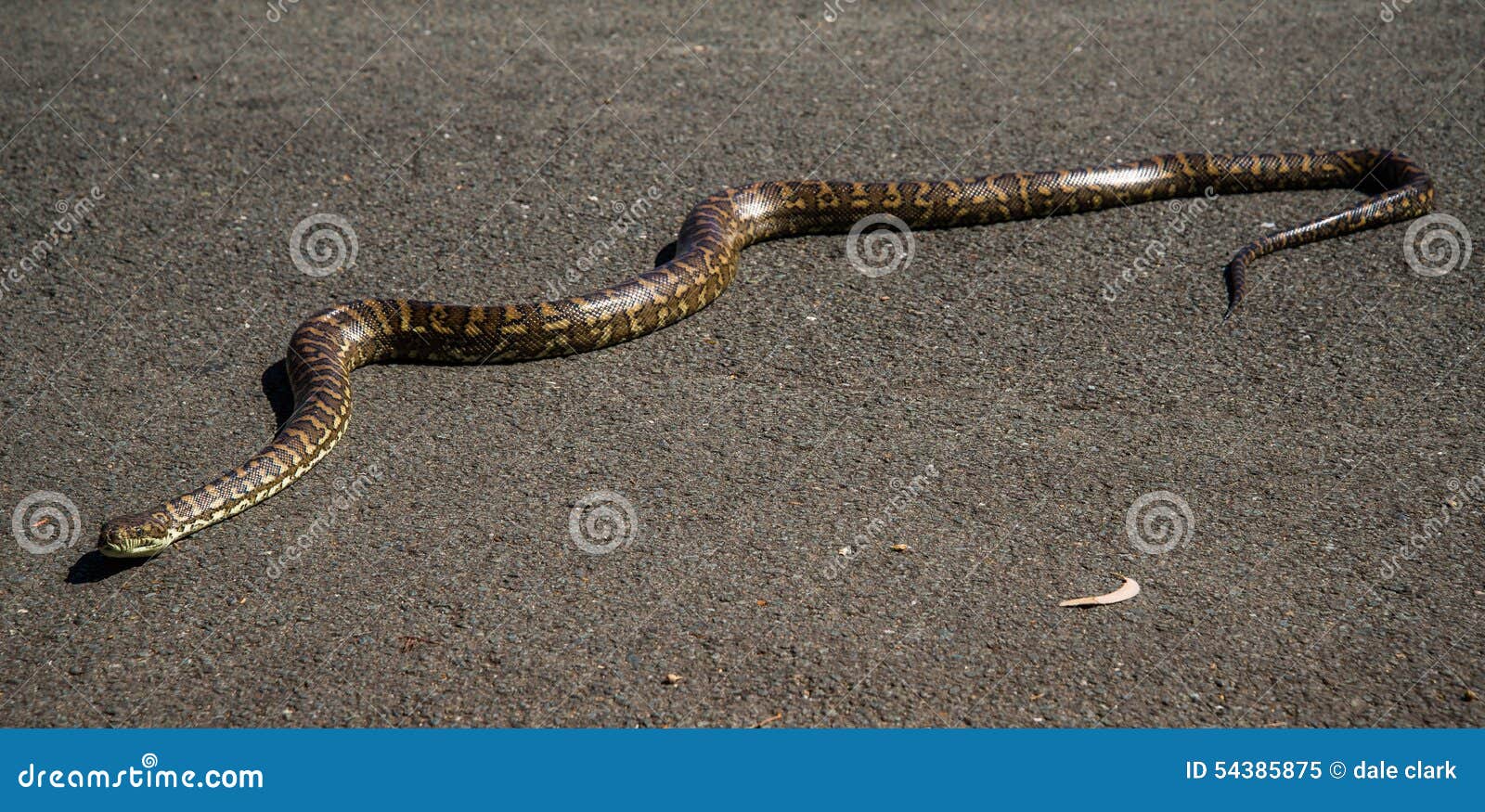 Carpet python stock image. Image of bribie, snake, island 54385875