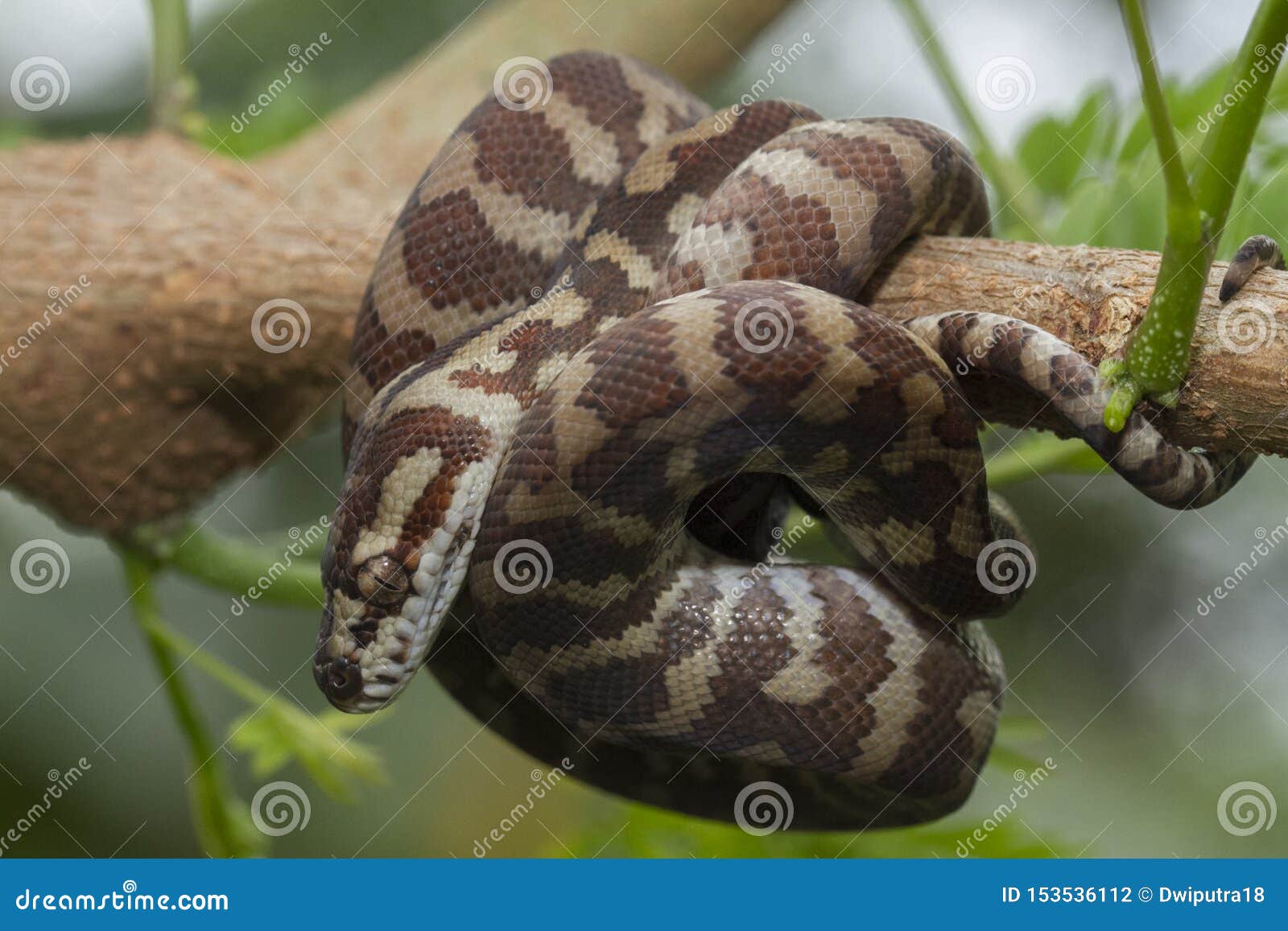 Carpet Python Morelia Spilota Stock Photo Image of background