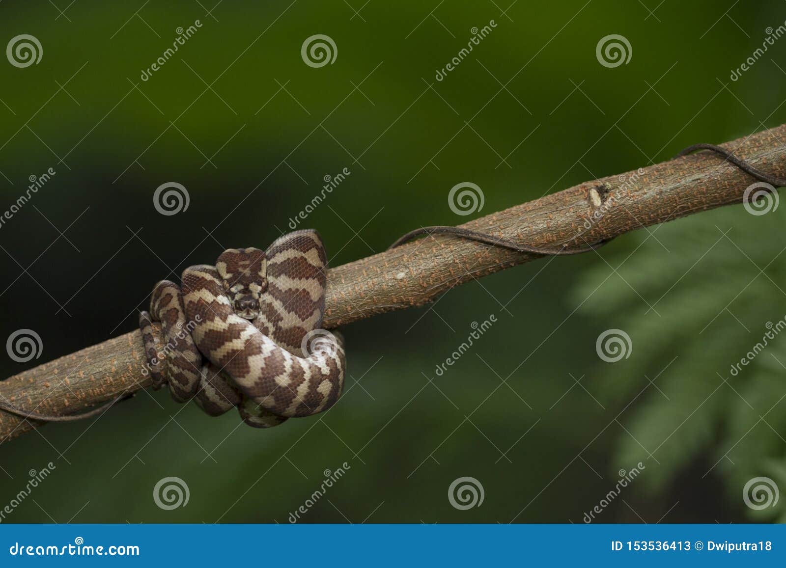 Carpet Python Morelia Spilota Stock Image Image of indonesia