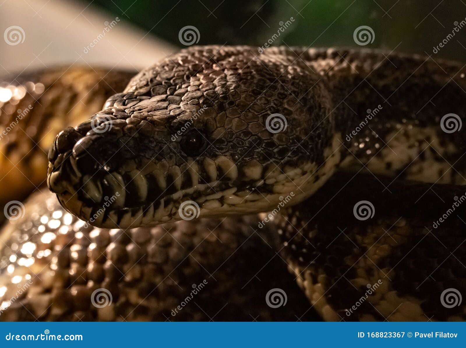 Carpet Python. Morelia Spilota Variegata Stock Image Image of
