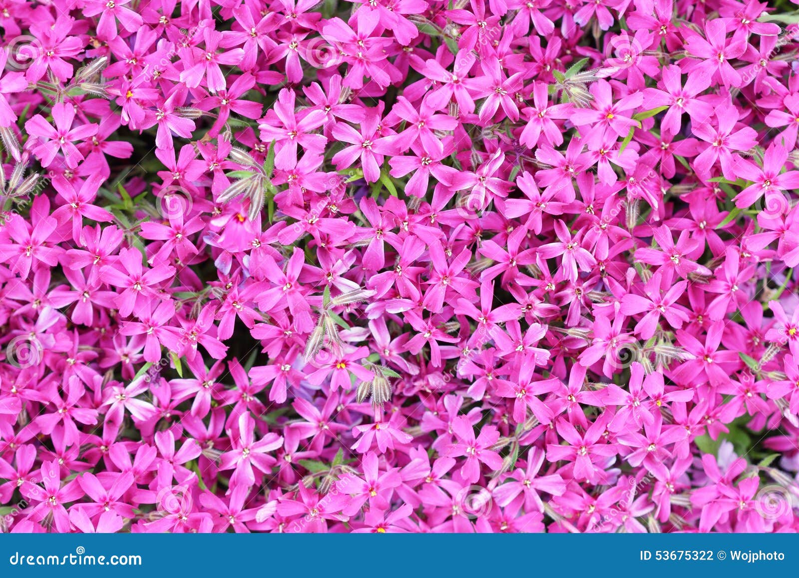 Carpet of Small Purple Flowers Stock Photo Image of beautiful, lively