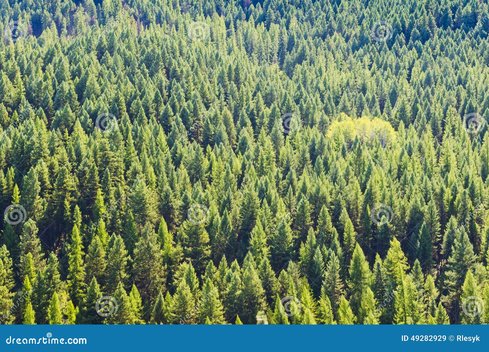Carpet of trees stock image. Image of nature, conifer 49282929