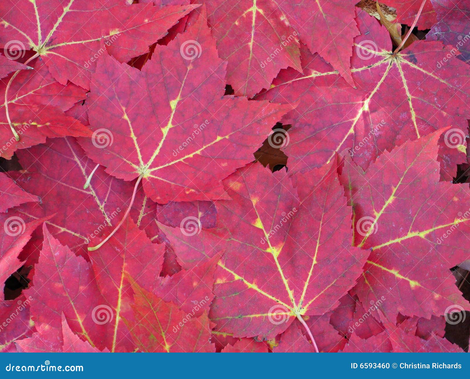 Carpet of vibrant red maple leaves with yellow veins