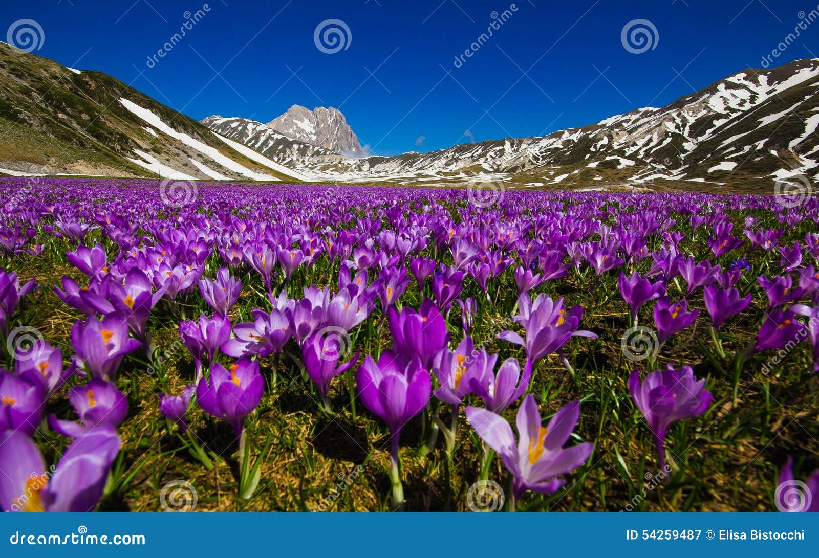 carpet of wild mountain crocus flowers at campo imperatore, abruzzo