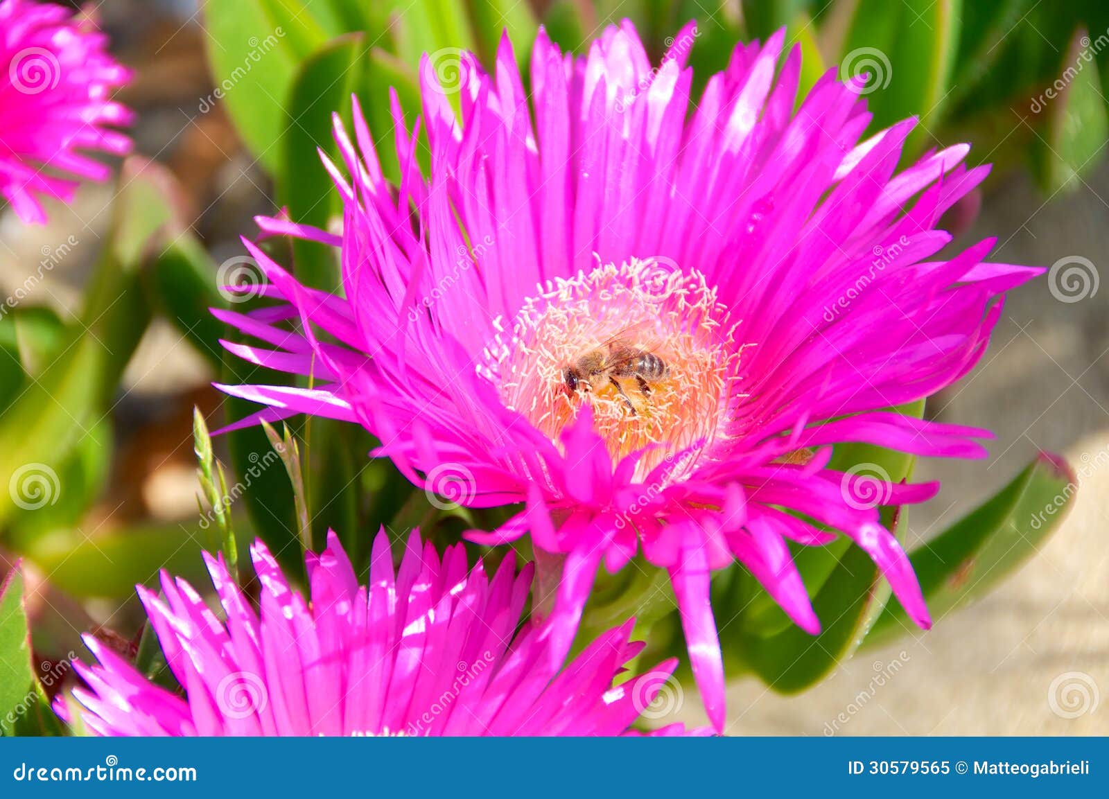 carpobrotus edulis flower, italy, fico degli ottentotti