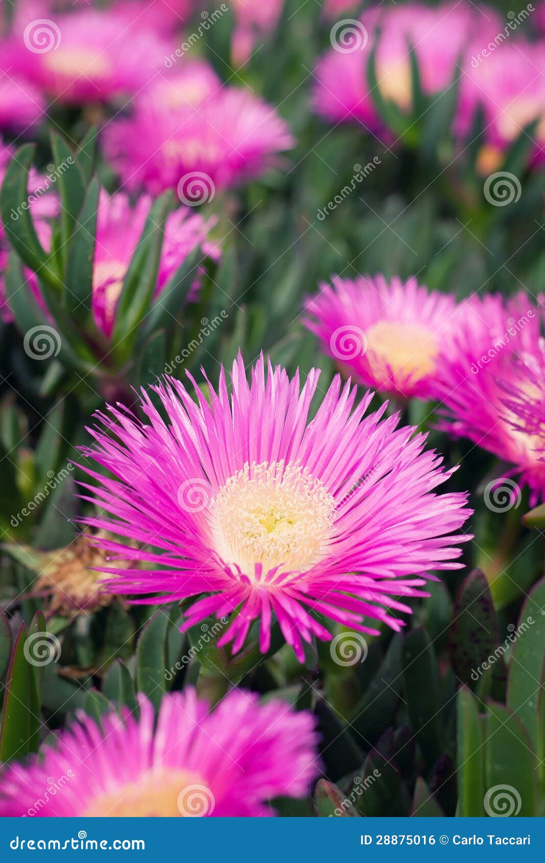 Carpobrotus Edulis Ice Plant Stock Photo Image of garden, petal