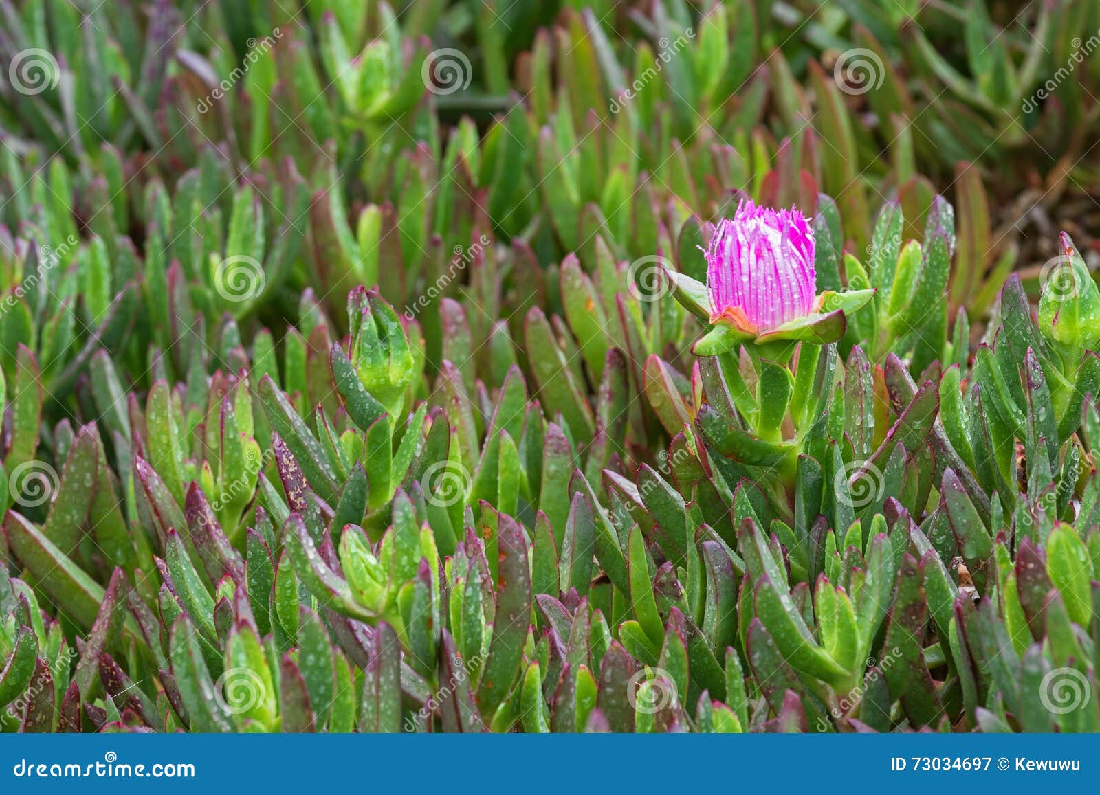 4 226 Bud Ice Plant Photos Free Royalty Free Stock Photos From Dreamstime