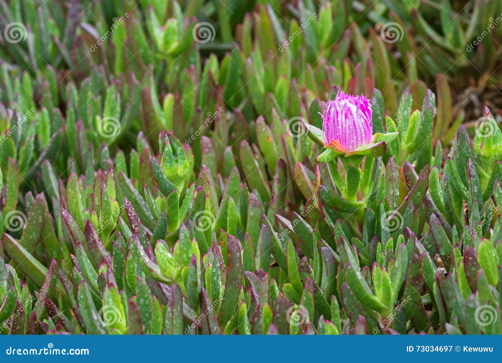 4 226 Bud Ice Plant Photos Free Royalty Free Stock Photos From Dreamstime 4 226 Bud Ice Plant Photos Free Royalty Free Stock Photos From Dreamstime