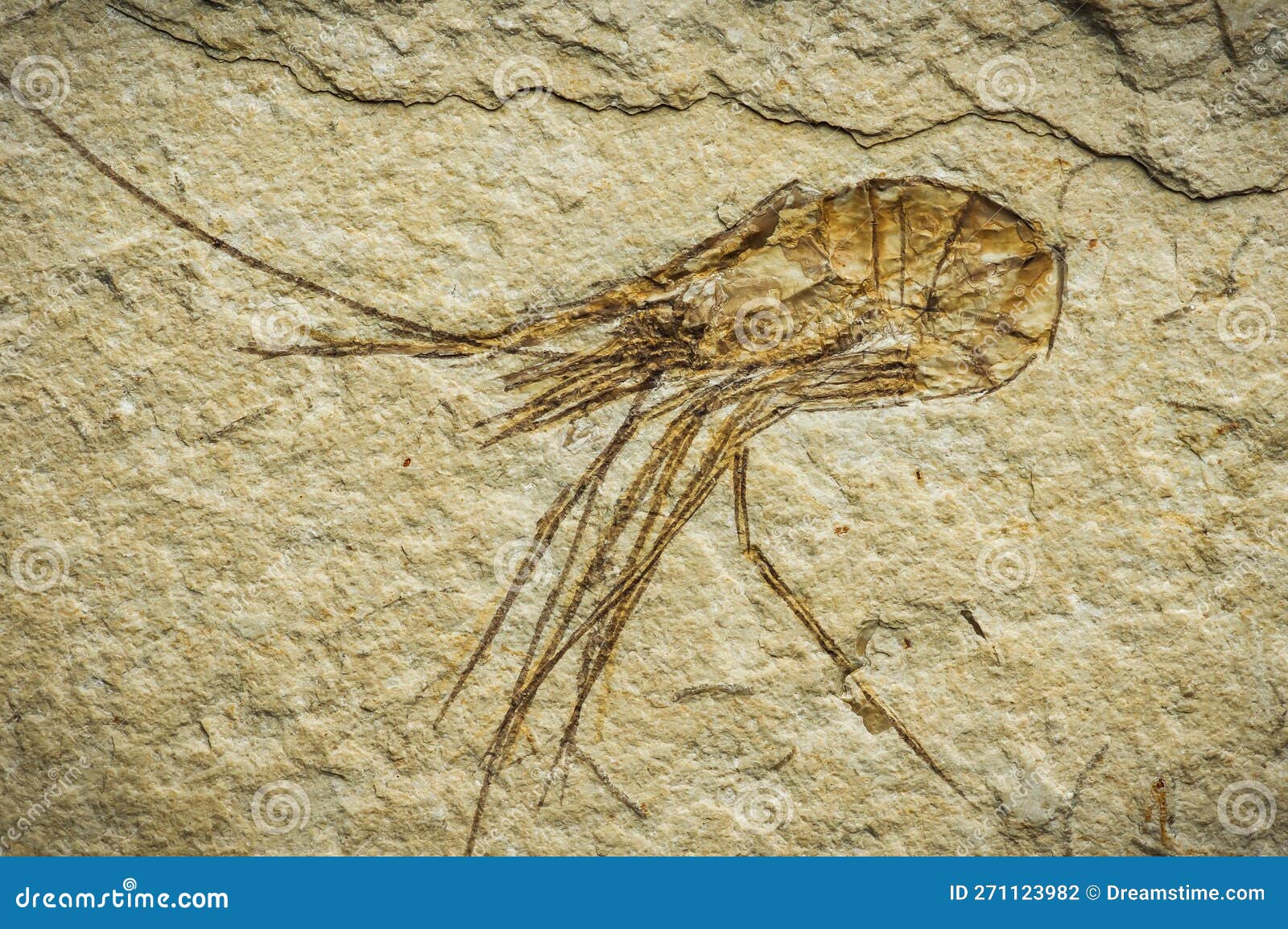 carpopenaeus callirostris fossil