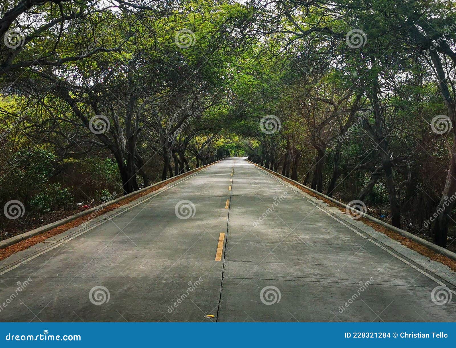 carretera con arboles en el camino a ambos lados