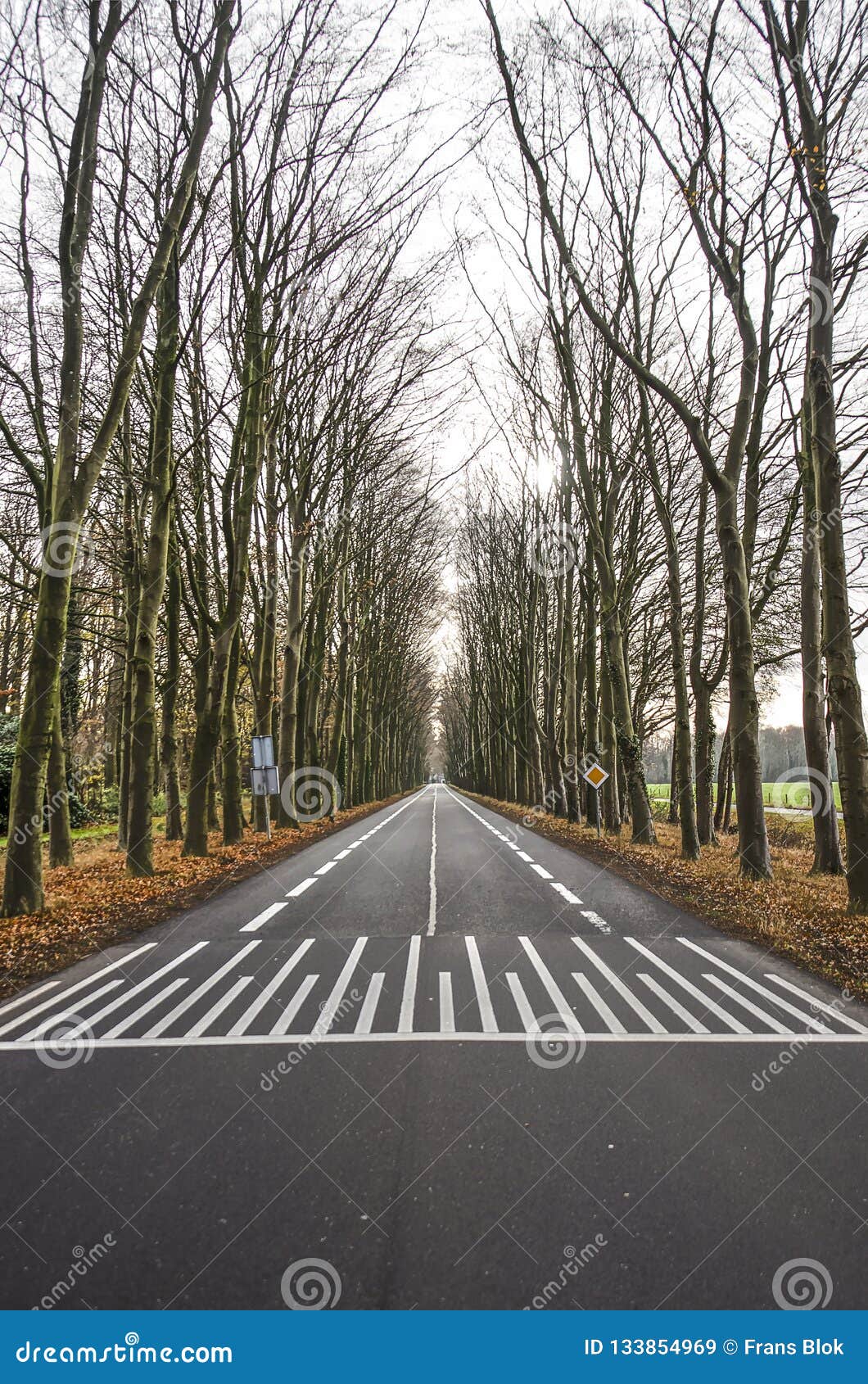 Carretera de asfalto arbolada. Imagen simétrica de una carretera de asfalto de dos calles abandonada alineada con los árboles altos cerca de Zutphen, los Países Bajos