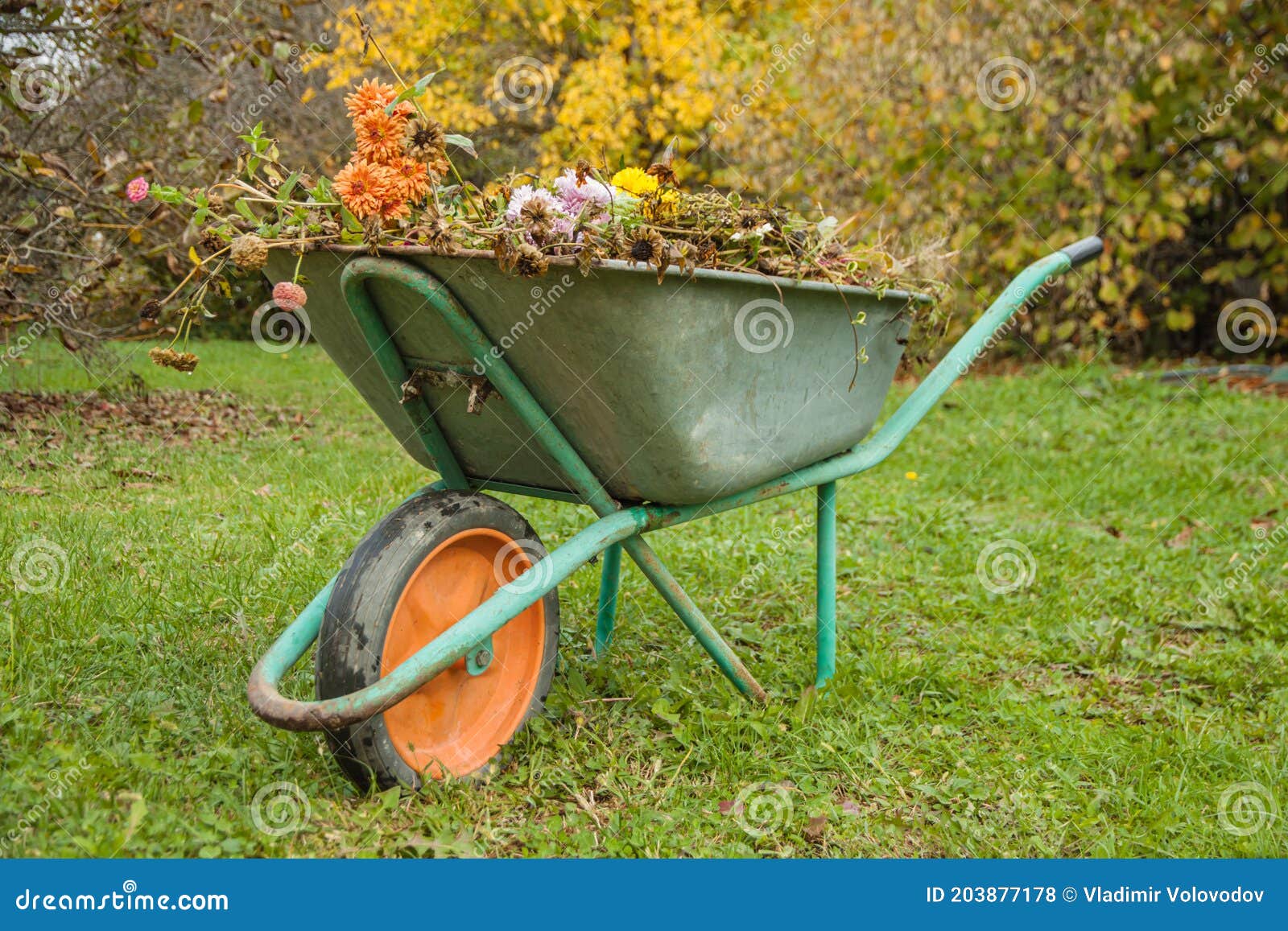 Carretilla Con La Basura Del Jardín Foto de archivo - Imagen de