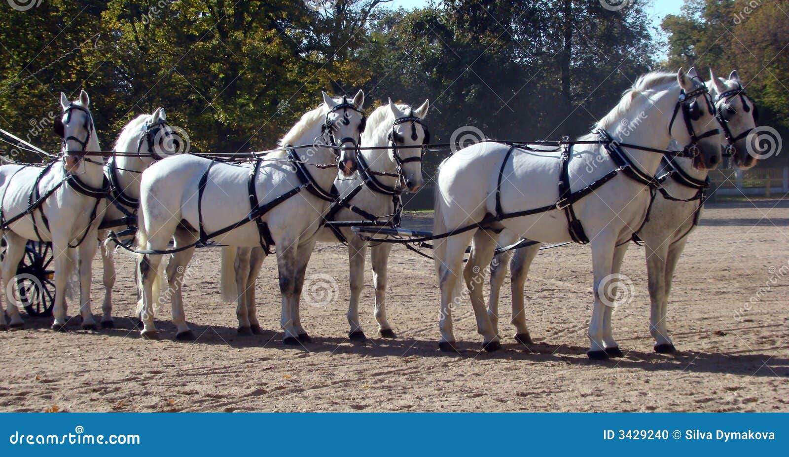 Carriage and white six stock photo. Image of animals, horses 3429240