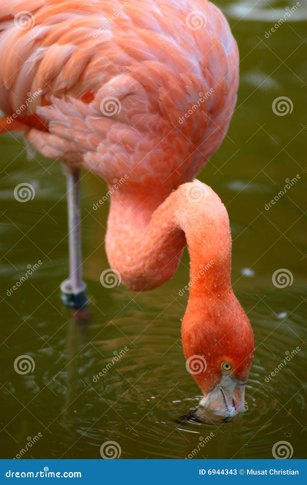 carribean flamingo in water