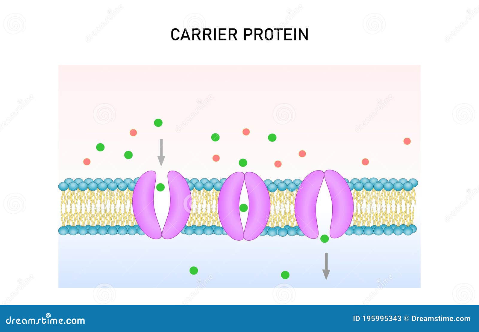 Carrier Protein for Cellular Transport Stock Vector Illustration of facilitated, haed 195995343