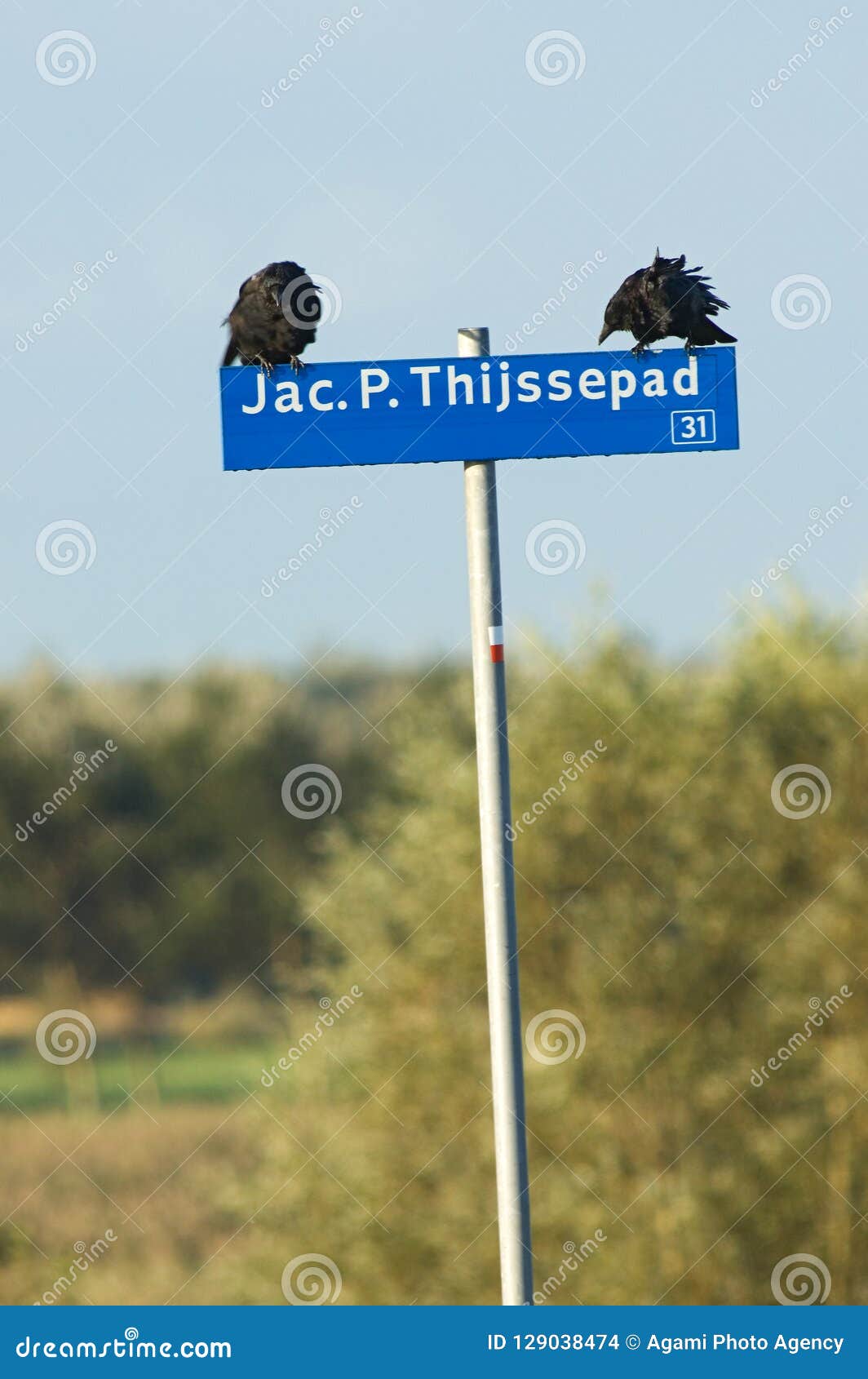 carrion crow, zwarte kraai, corvus corone