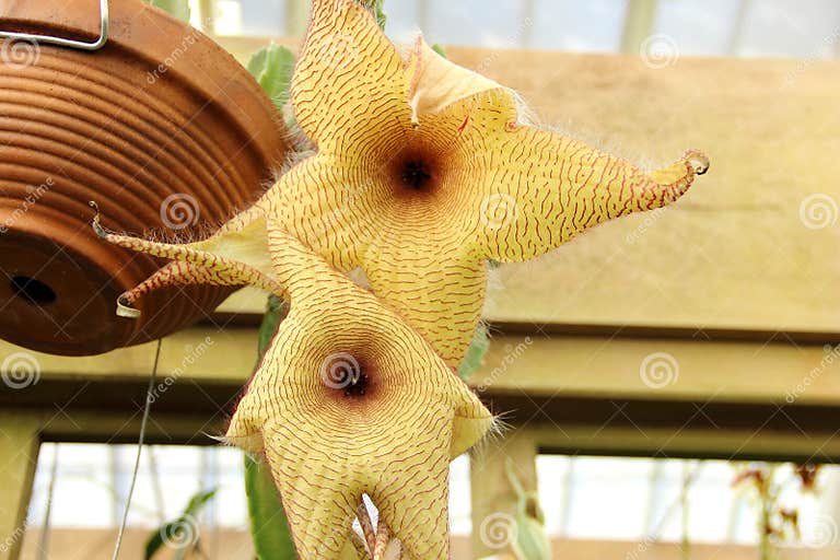 Carrion flower stock photo. Image of rotten, smell, larva 29505292