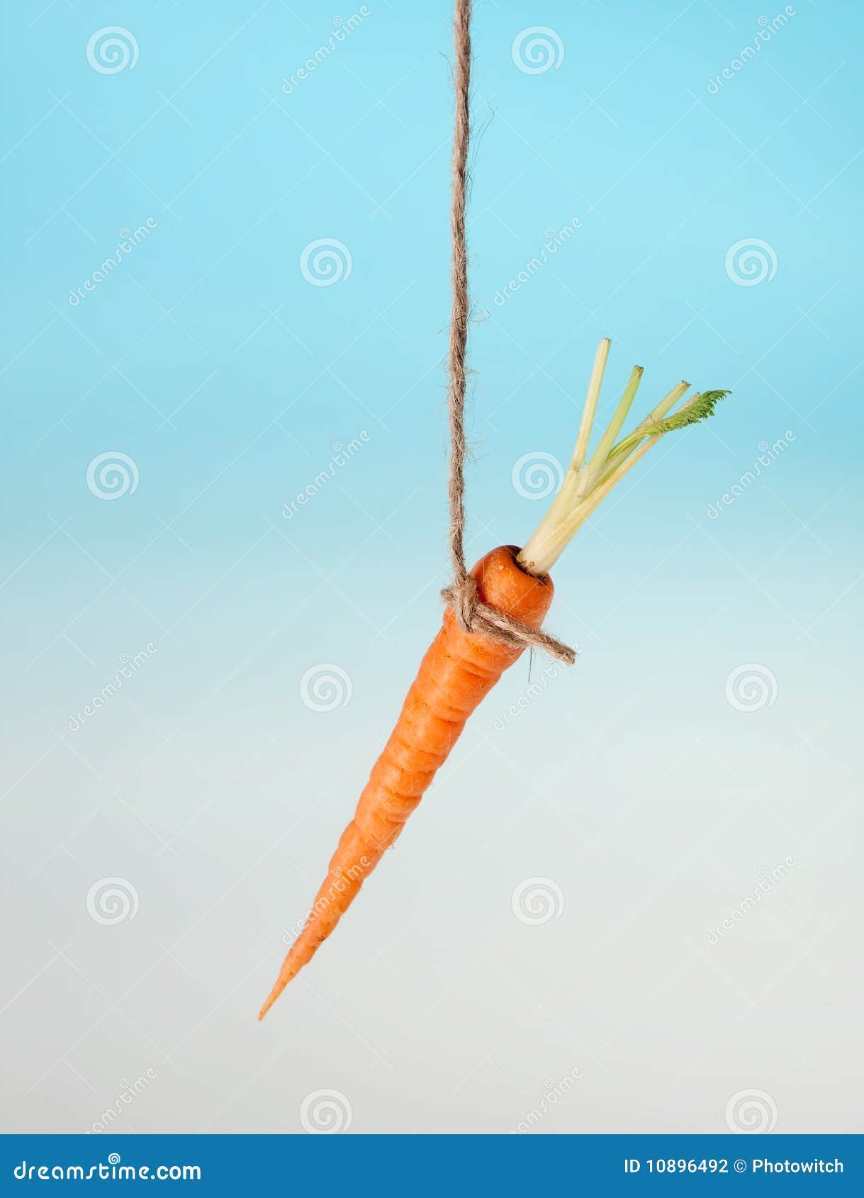 carrot bait on a string