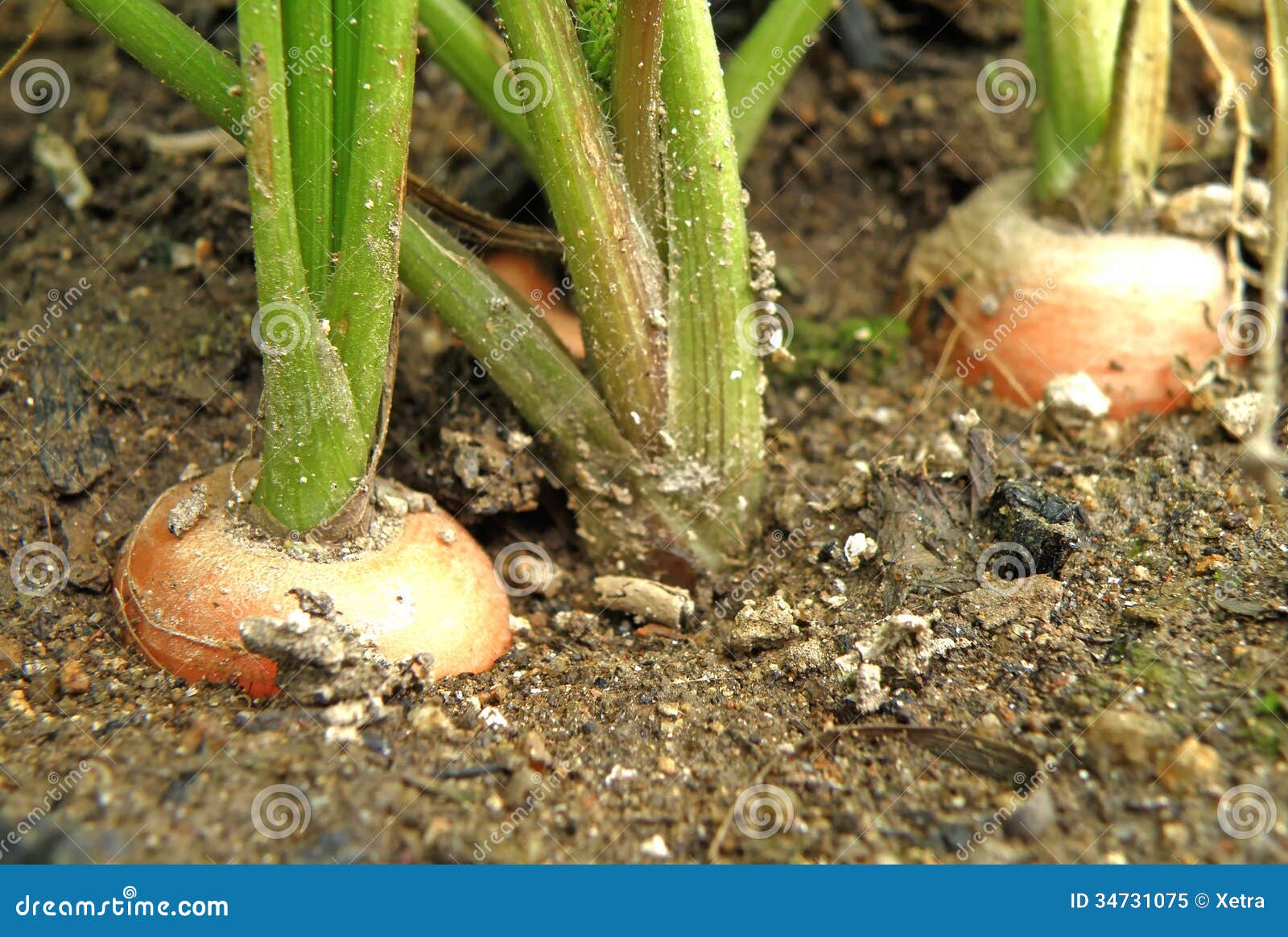 Carrot in bed stock image. Image of grow, fresh, seasonal 34731075
