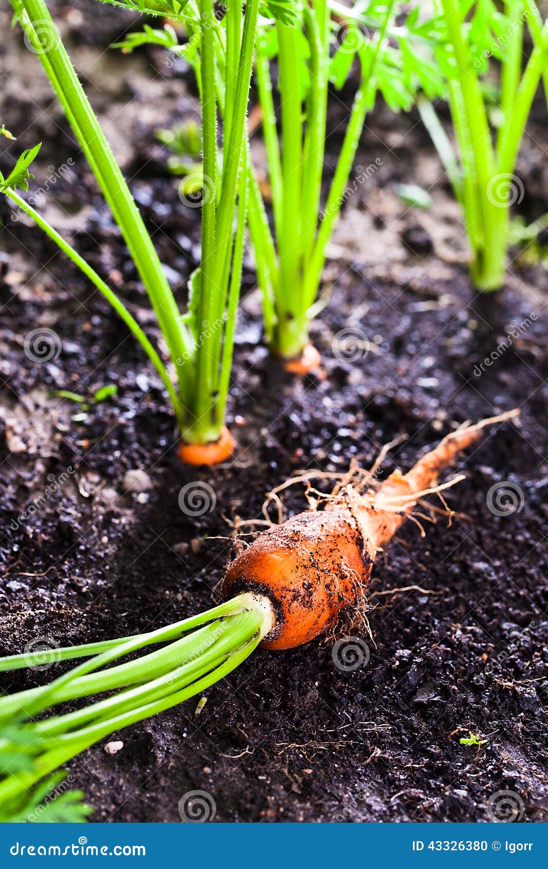 Carrot on bed stock photo. Image of nature, seedbed, black 43326380